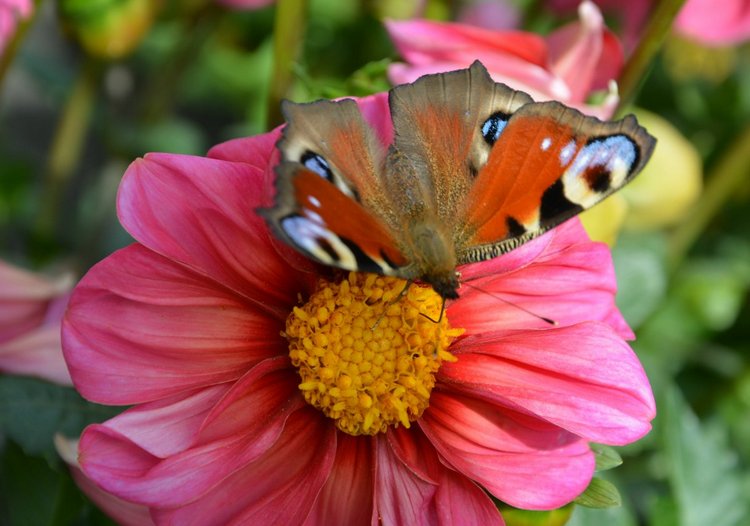 Охота на бабочек — Болталка и разговоры обо всем: жизнь