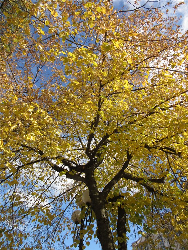 Золото осени — Фэшн