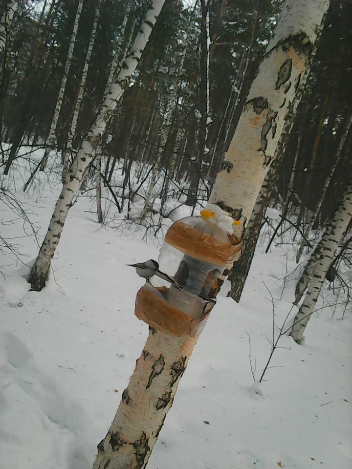 Интересное наблюдение за птицами у кормушки