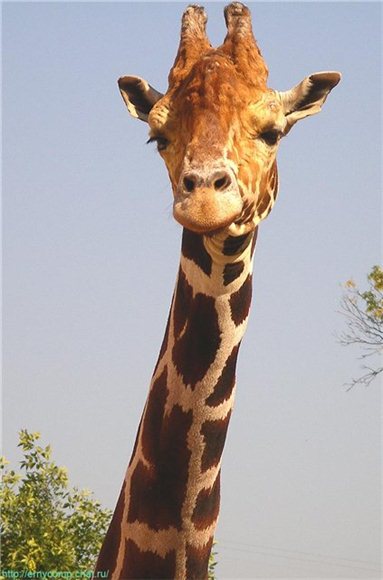 Наша традиционная майская прогулка по Московскому зоопарку