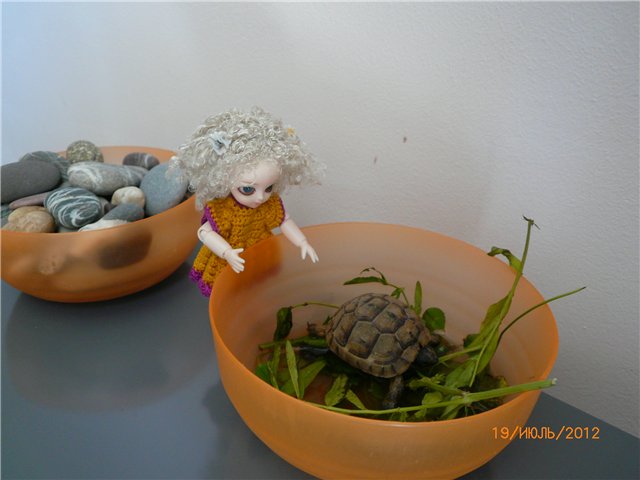 Сосенка Пин. Отпуск — Разные куклы BJD (БЖД): редкие бренды