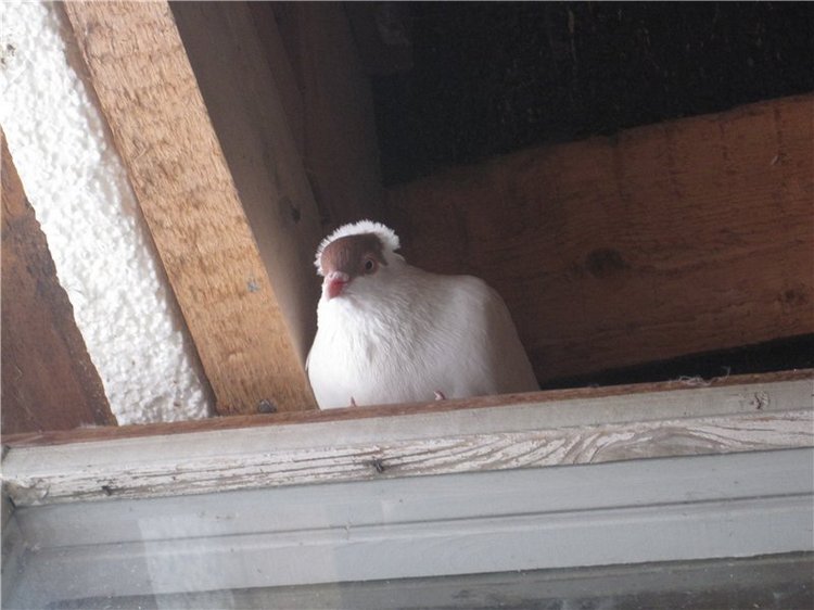 Сестрёнки. Куклы Готц Алиса и Оленька