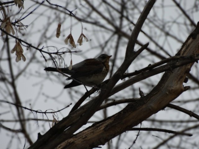 Прогулка с Лилей Annette Himstedt
