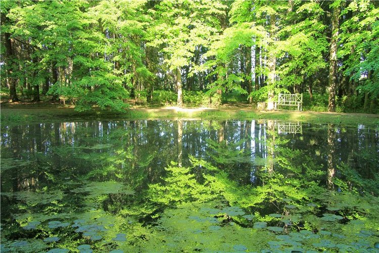 46-ой Пушкинский праздник поэзии в Берново. Часть первая