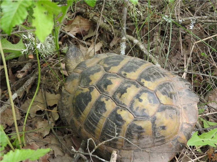 Любителям маленьких кукол