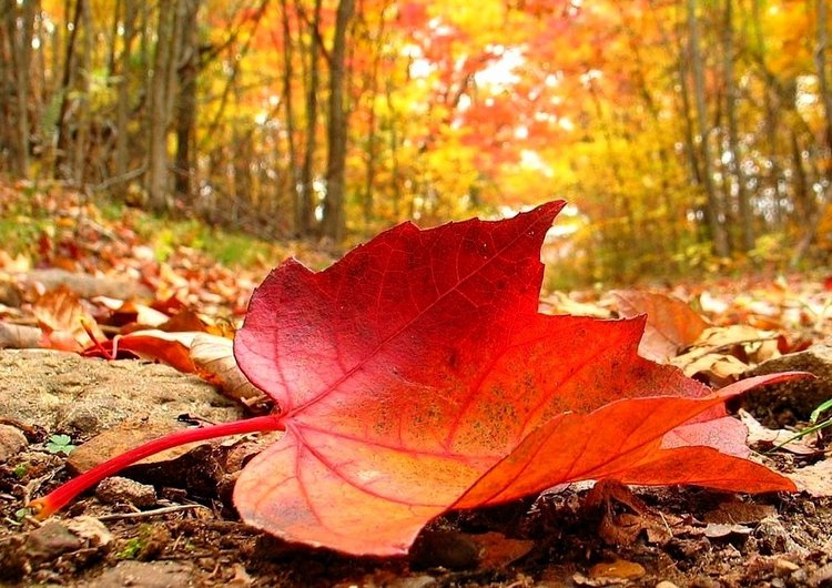 Красотка-осень — Болталка и разговоры обо всем: жизнь