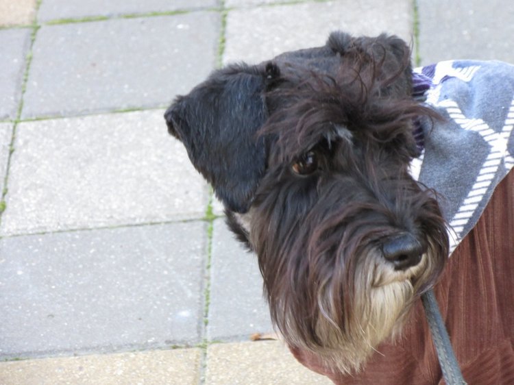 Утренняя прогулка в парке Горького с Соломоном и Анхен, или О сложностях гуляния с собакой и куклой одновременно