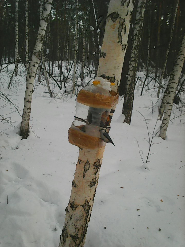 Интересное наблюдение за птицами у кормушки