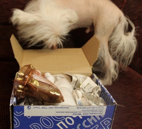 Как мы встречали братишку Гошу! (Цветуля-2). Fairies, Dollzone (фото 3)