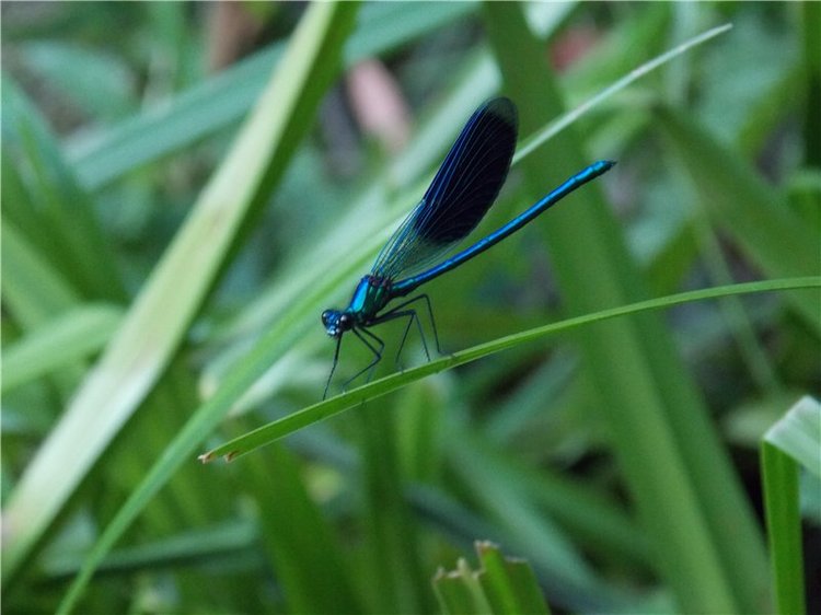 Геля в Мурадымовском ущелье