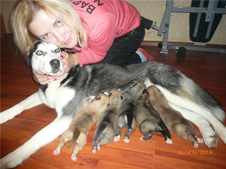 Куклы и собаки. Радость в нашем доме