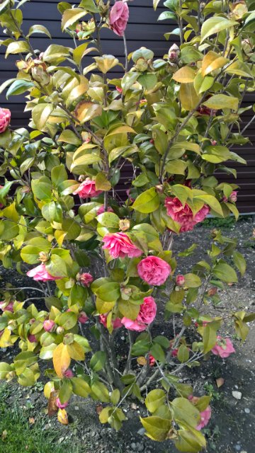 Сочи-парк, или, Русский Диснейленд. Часть 2