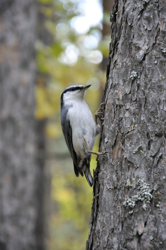 Люблю я пышное природы увяданье