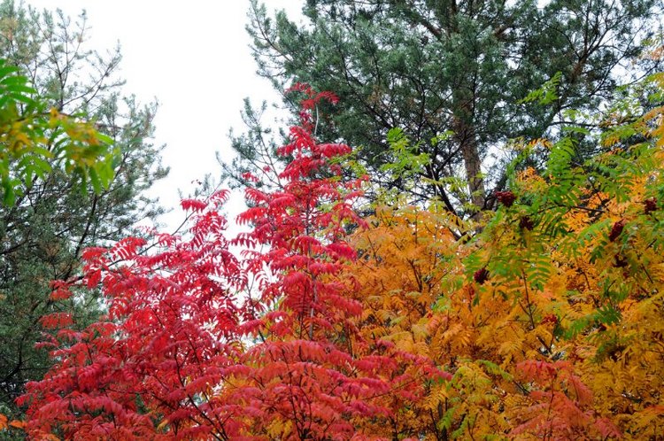 Люблю я пышное природы увяданье