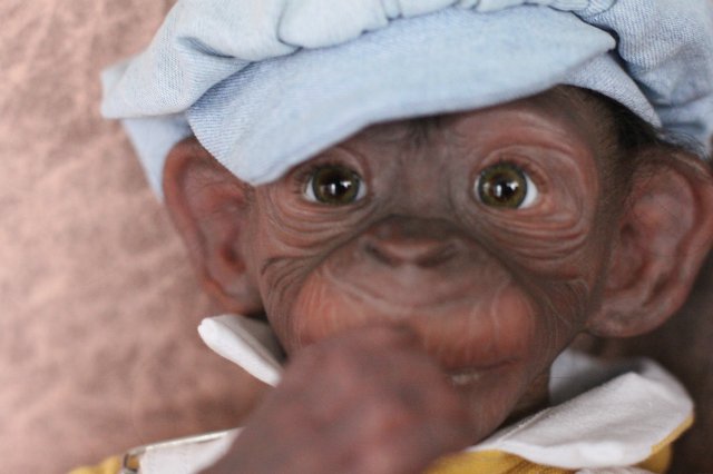 Гога, он же Гоша,он же Гора, он же Жора, здесь проживает? кукла реборн Элины Кудрявцевой