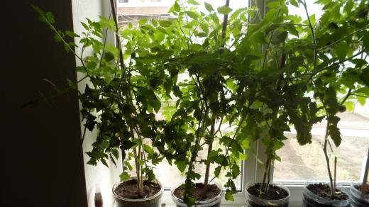 Марселька и тролли рассаду сажали, а бабочка с пчелкой им помогали... По следам конкурса "Моя Весна"