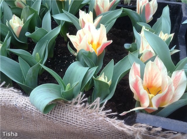 Поздравление с 8 Марта от моих девочек Kish, Heartstring и Kidz'n Kats