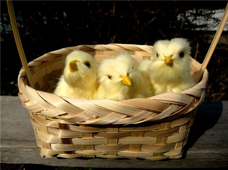 С праздником! Наше жёлторотое пополнение (фото 5)