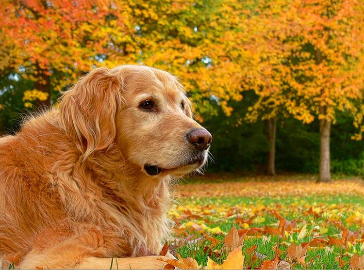 Красотка-осень — Болталка и разговоры обо всем: жизнь (фото 10)