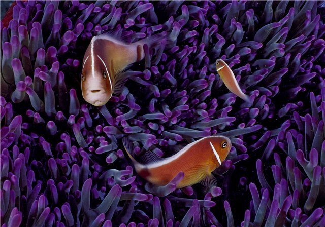 Русалочка (по мотивам сказки Ганса Христиана Андерсена) (фото 9)