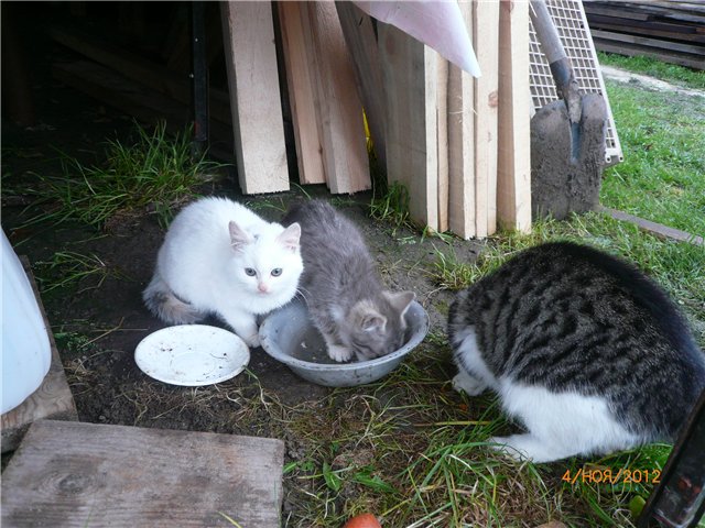 Кукла Адора - мое Солнышко