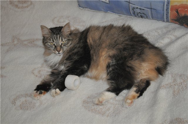 Старые вещи рядом с нами — Антикварные куклы Kämmer & Reinhardt (K*R): характерные