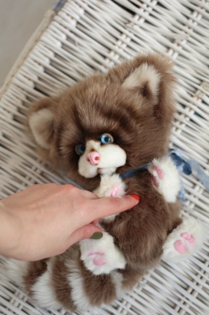 Голубоглазый котик-обормотик Мишка