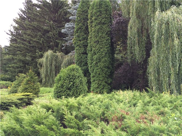 Светлая Галадриэль, или путешествие по Эльфийскому лесу | Бэйбики Светлая Галадриэль, или путешествие по Эльфийскому лесу (фото 8)