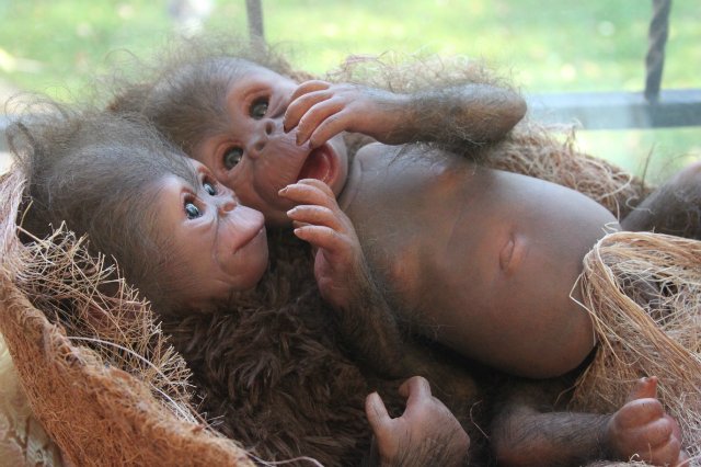 Обезьяныши реборн Элины Кудрявцевой