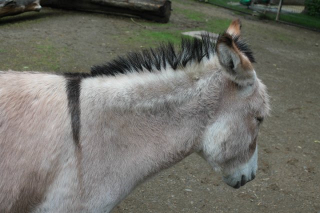 Раз, два, три, четыре, пять... Вышел ослик погулять | Бэйбики Раз, два, три, четыре, пять... Вышел ослик погулять (фото 9)