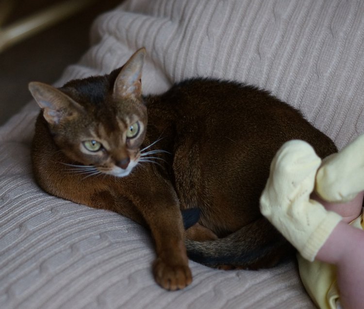 Моя малышка реборн София — Куклы Реборн (Reborn): работы мастеров