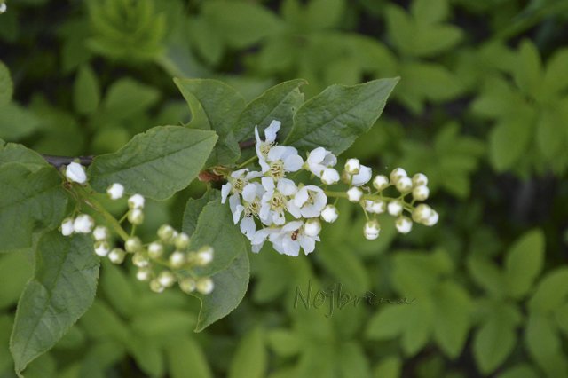 Яркие краски. Вихтели Rosemarie Anna Muller (фото 8)