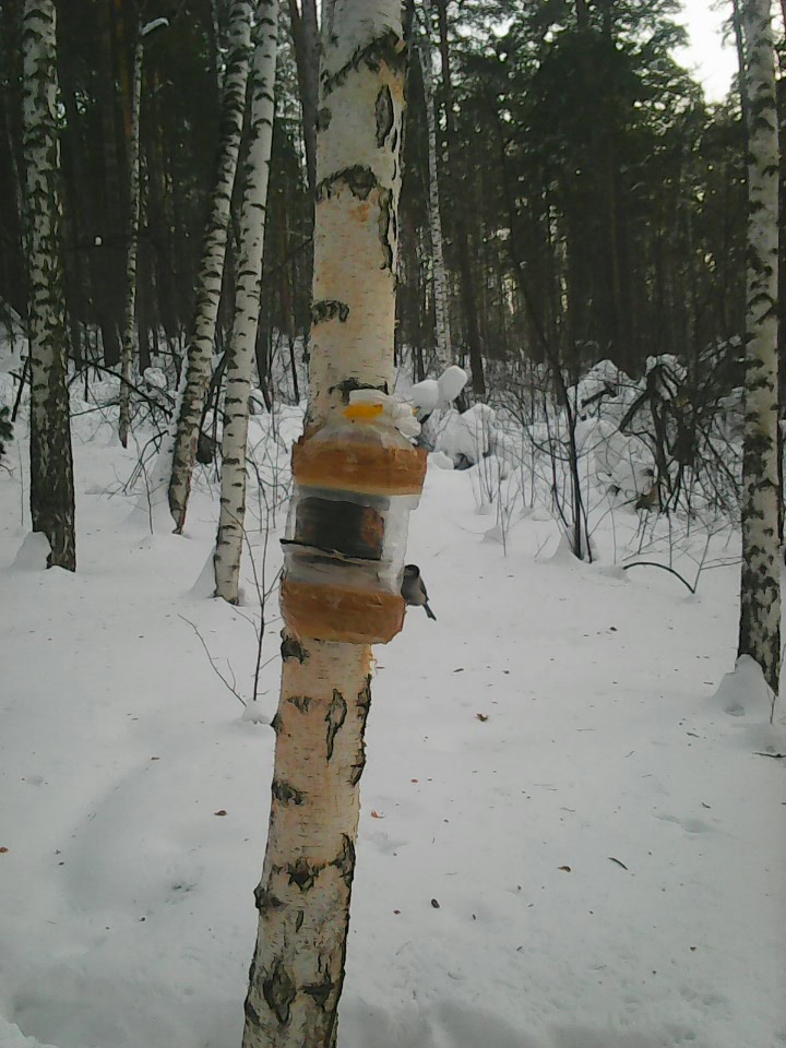 Интересное наблюдение за птицами у кормушки