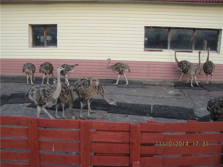 Дружок — Интересные игрушки и фигурки (разное): редкие (фото 5)