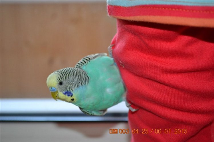 Новогодние всячины) или подарочки от "дед мороза")) | Бэйбики Новогодние всячины) или подарочки от "дед мороза"))