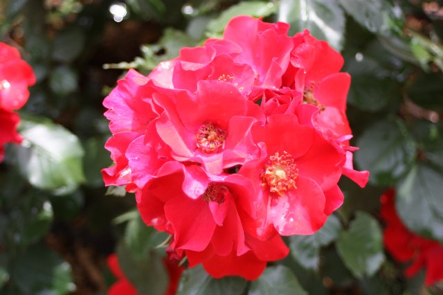 Выставка роз в Сеуле — Туризм и путешествия: фотоотчеты из поездок