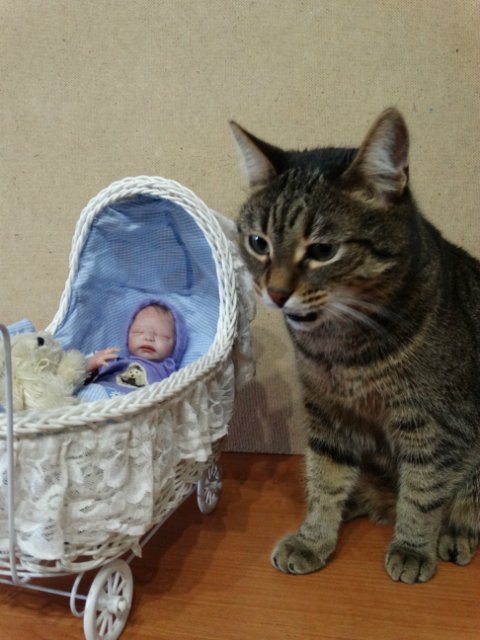 Моего кота не волнуют конкурсы, он просто любит фотографироваться