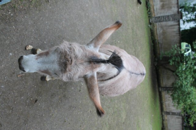 Раз, два, три, четыре, пять... Вышел ослик погулять | Бэйбики Раз, два, три, четыре, пять... Вышел ослик погулять