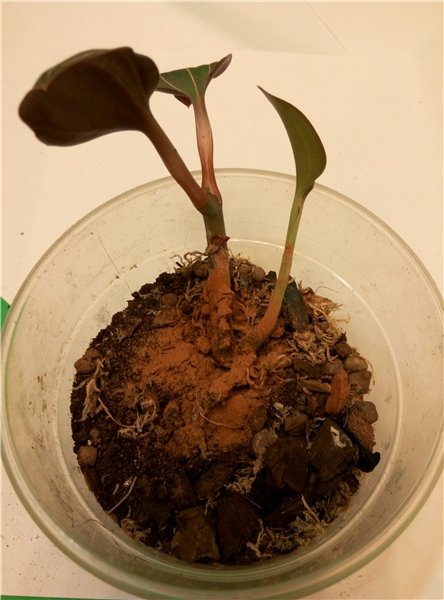 Мама любит куколок и цветочки | Бэйбики Мама любит куколок и цветочки