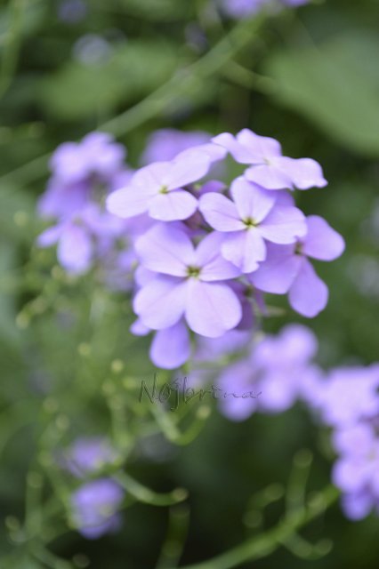 Яркие краски. Вихтели Rosemarie Anna Muller