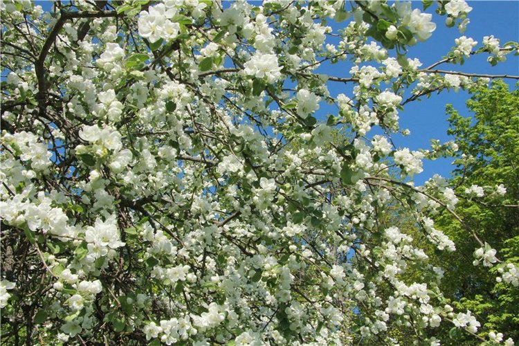 Субботний вояж. Третья часть | Бэйбики Субботний вояж. Третья часть