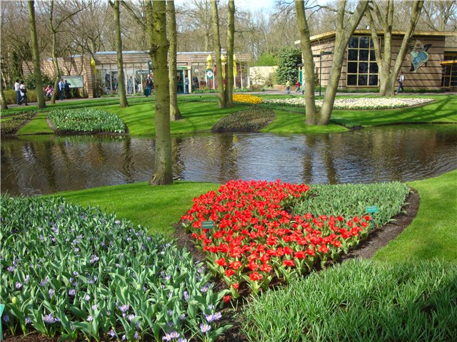 Парк цветов в Кеукенхоф (Keukenhof) в Нидерландах (Голландия) (фото 5)