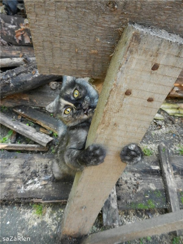 Цветочное настроение... Himmelschlusselchen от Annette Himstedt