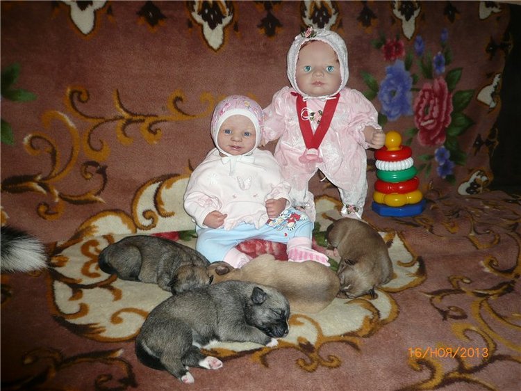 Куклы и собаки. Радость в нашем доме