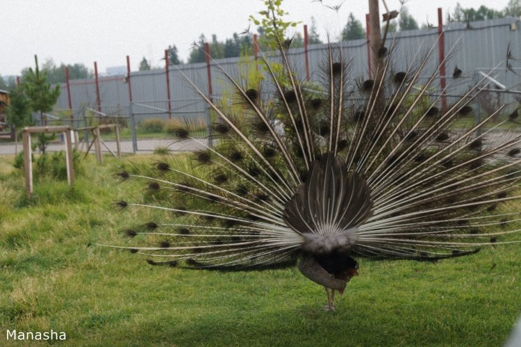 Как Майка в зоопарк ходила. pukiFee Ante Fairyland | Бэйбики Как Майка в зоопарк ходила. pukiFee Ante Fairyland (фото 10)