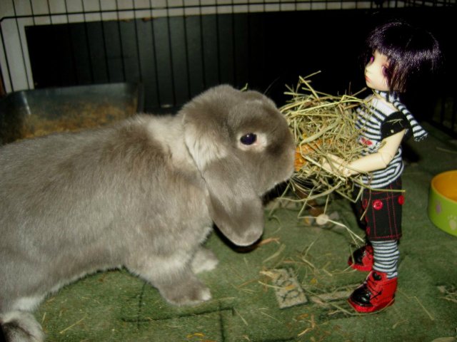 Юннаты - Рен и Ран — Куклы Dollzone (Доллзон): BJD (БЖД)