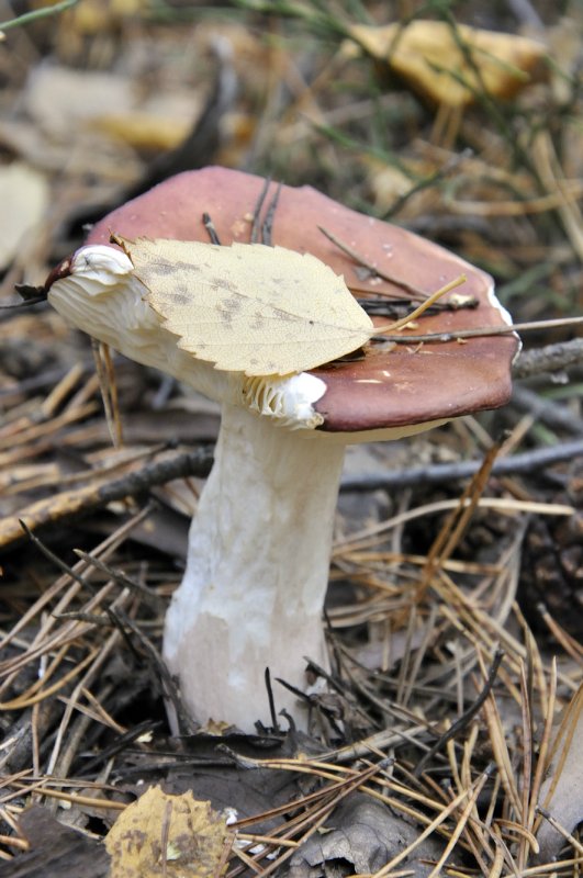 Люблю я пышное природы увяданье