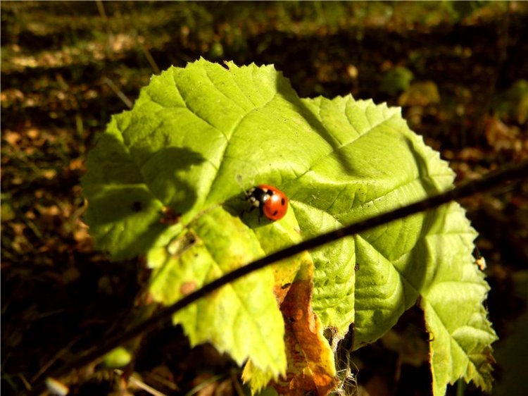 В сентябре пришло к нам лето! Мальва Zwergnase, мой рыжий эльфик
