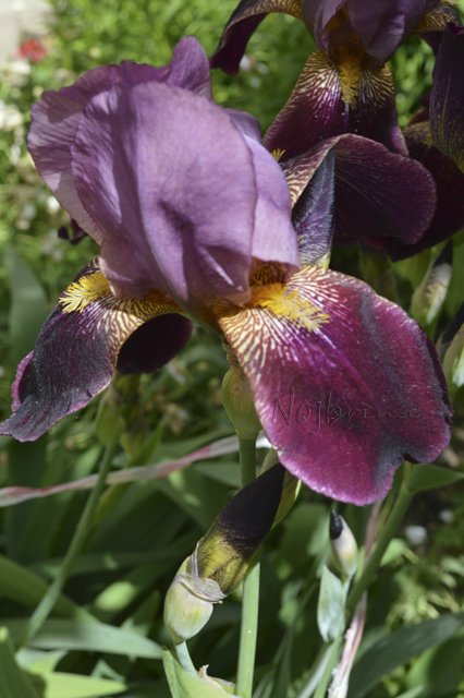 Яркие краски. Вихтели Rosemarie Anna Muller