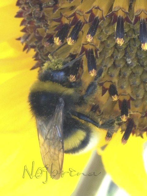 Яркие краски. Вихтели Rosemarie Anna Muller